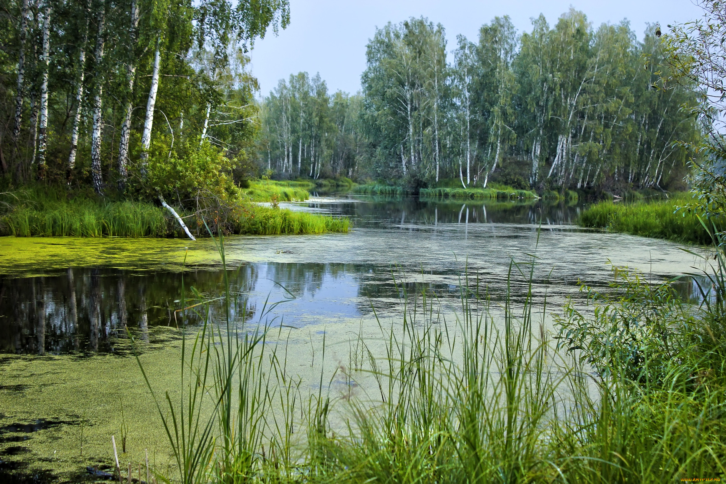 1 добрые реки. Осиновое озеро Ульяновск. Лесное озеро Ступино. Озеро Березовое Березово. Крюковский лес речка пруд.